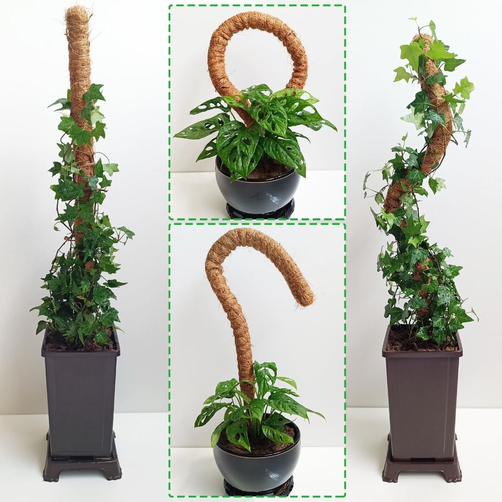 Plant Support Bendable Moss Po - Sphagnum Moss Dry 评论和价格